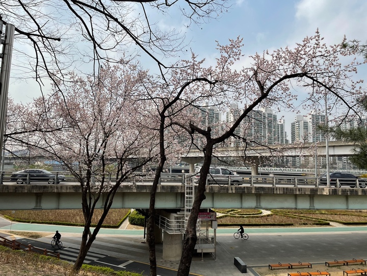서울의 숨은 벚꽃 명소, 중랑천 벚꽃길을 돌아보며 2
