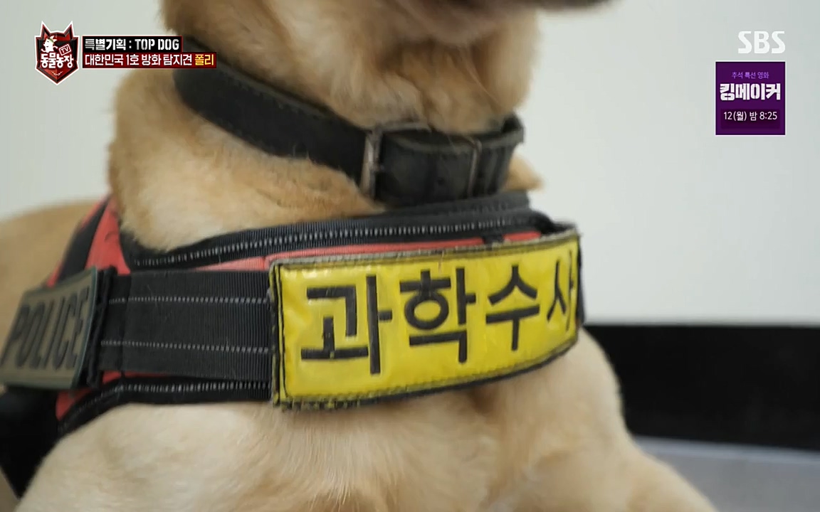 TV 동물농장.E1085.220905p-NEXT.mp4_20220904_173546.367.jpg