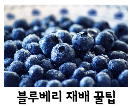 블루베리 재배 꿀팁 및 특징