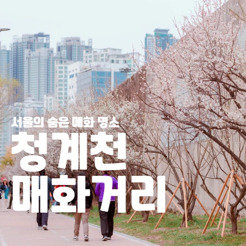  서울의 숨은 매화 명소 "청계천 매화거리"