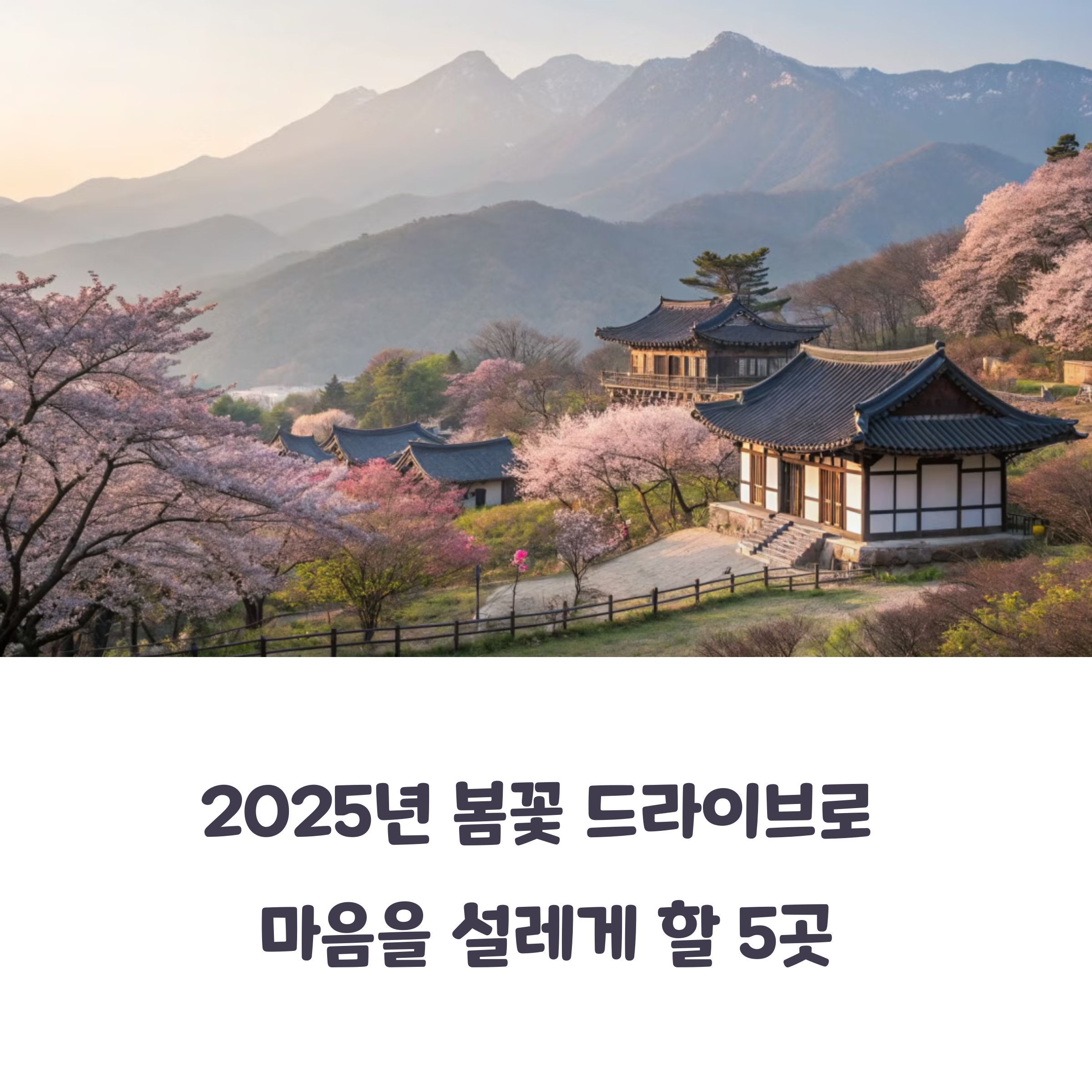 2025년 봄꽃 드라이브 추천 코스 TOP5 – 매화부터 산수유까지