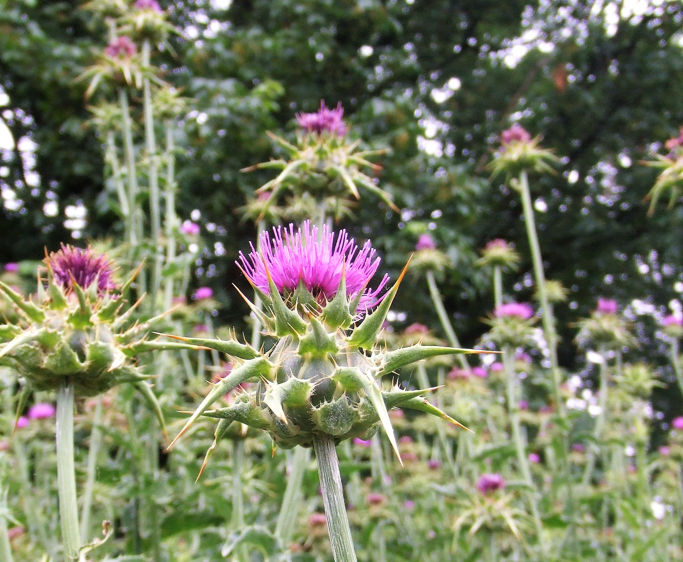 科学者は北極の氷の融解を止めるために「ガラス」を使用したいと考えている