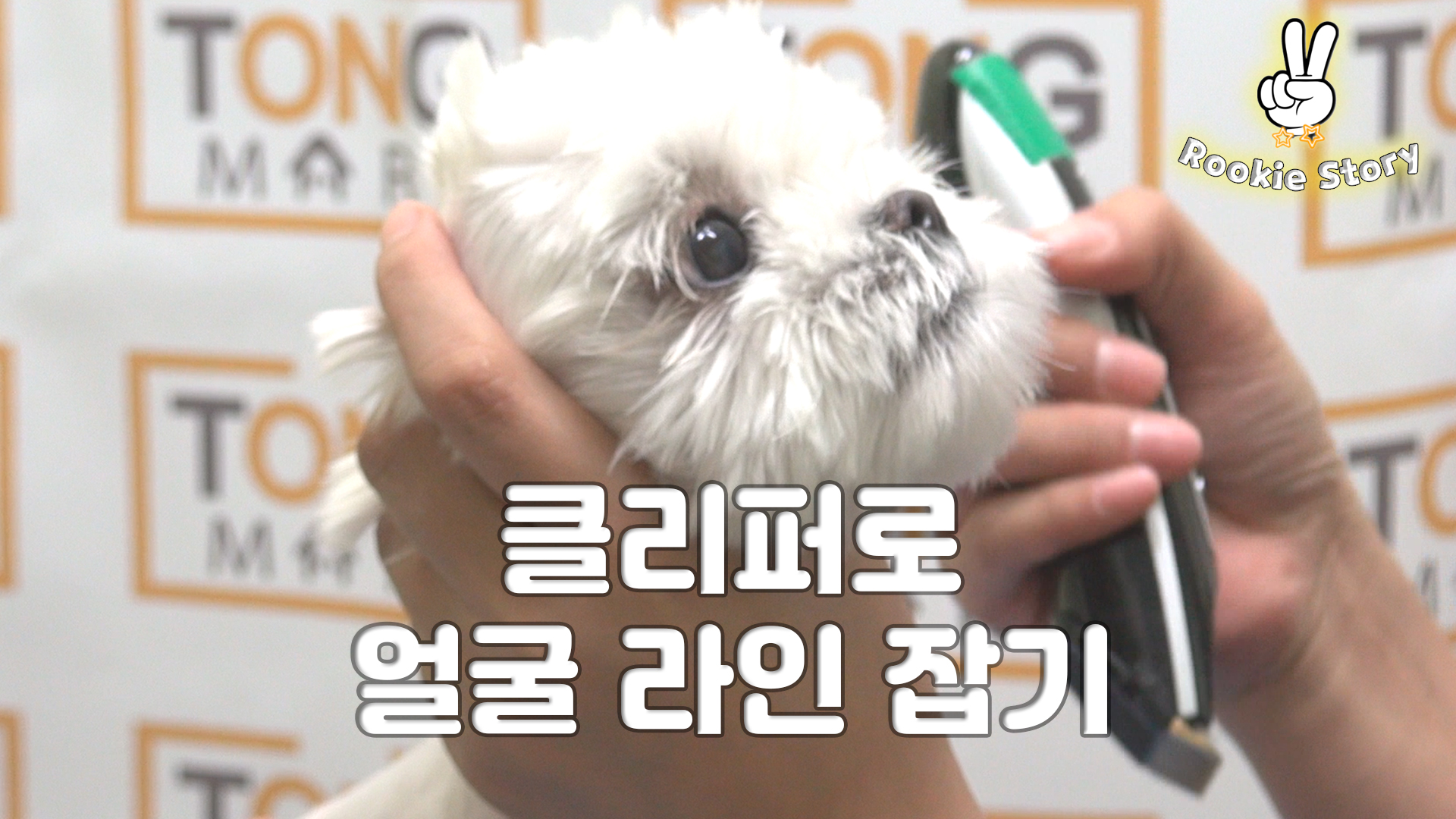  애견 셀프 미용 말티즈 강아지 바리깡 클리퍼로 얼굴 털 라인 정리하기