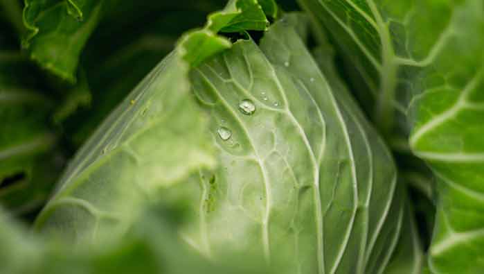수명을 늘리는 채소 양배추의 효능과 보관법