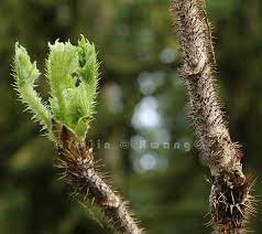 가시오가피의 12가지 장점 29