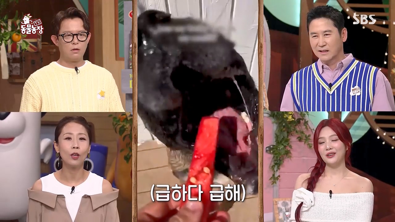 TV 동물농장 1189화 다시보기.ts_20240922_161937.961.jpg