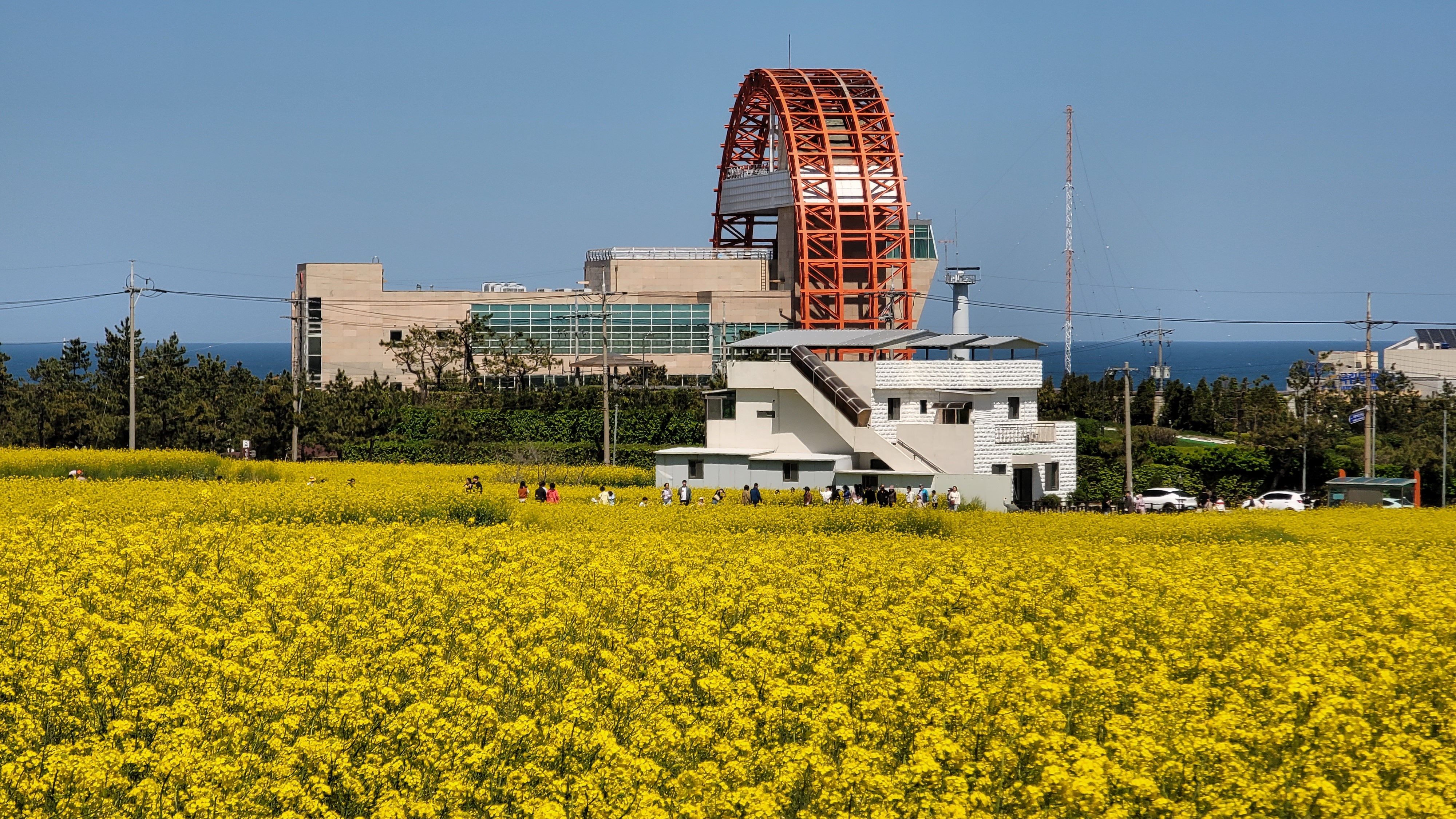 포항 호미곶 유채꽃 밭에서 보이는 새천년기념관