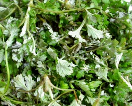 쑥의 효능 요리