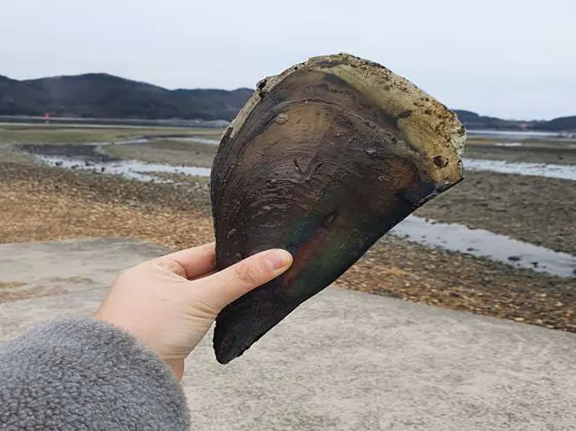꽃내갯벌체험장