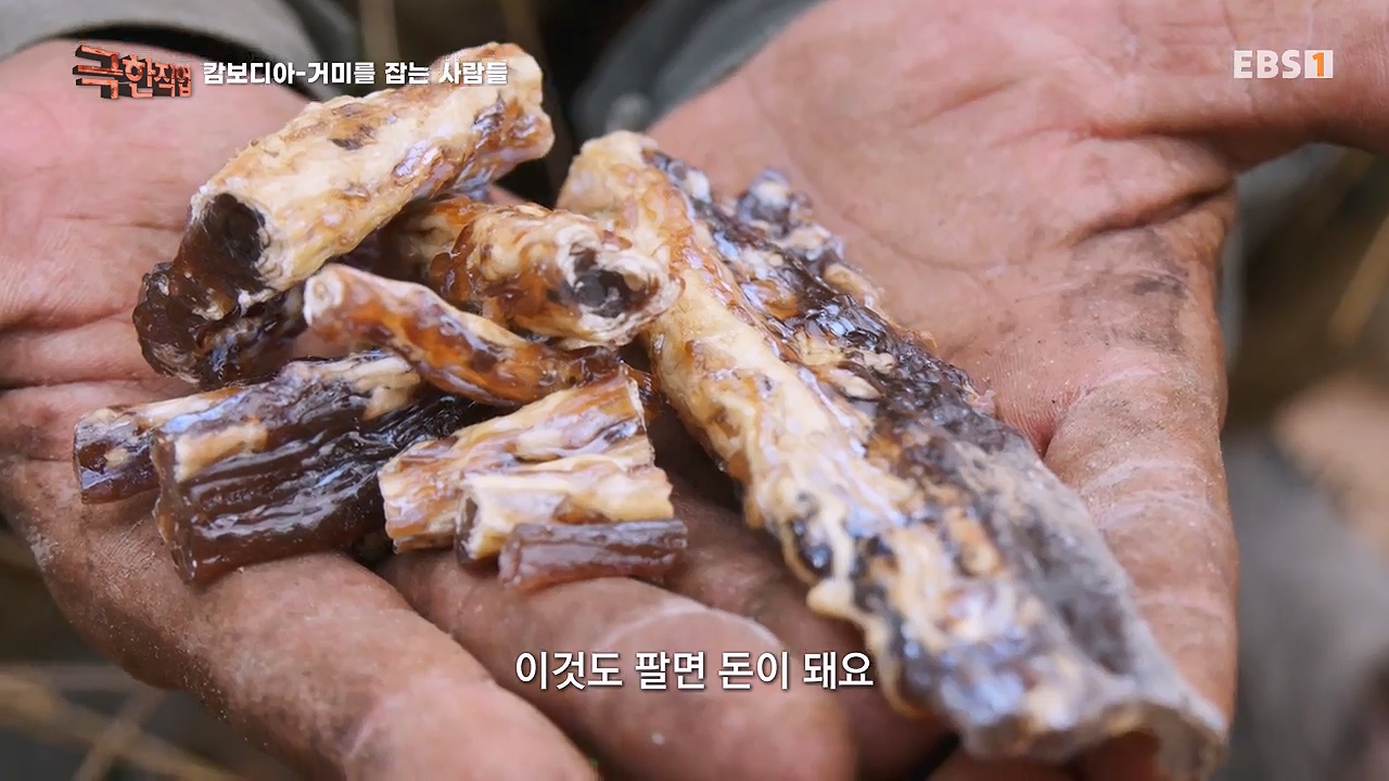 TV - 전 국민의 평생학교 EBS캄보디아 - 독충을 잡는 사람들.mp4_20230501_172709.931.jpg