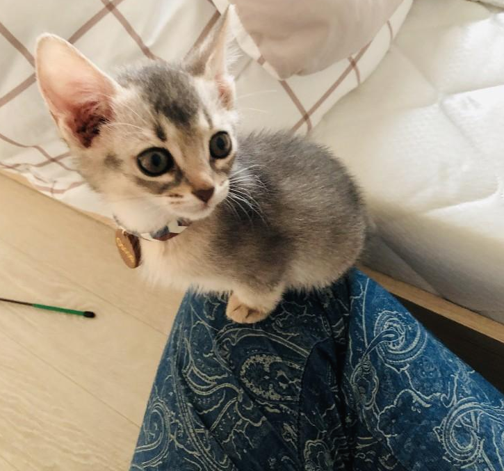  [고양이 마음 얻기] 고양이 입양 시 친해지고 쓰다듬는 방법과 주의사항