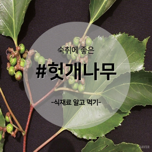  알고 먹기 6. #헛개나무