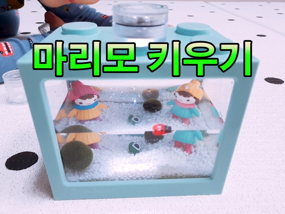  마리모가궁금해??수중 식물 마리모키우기!!