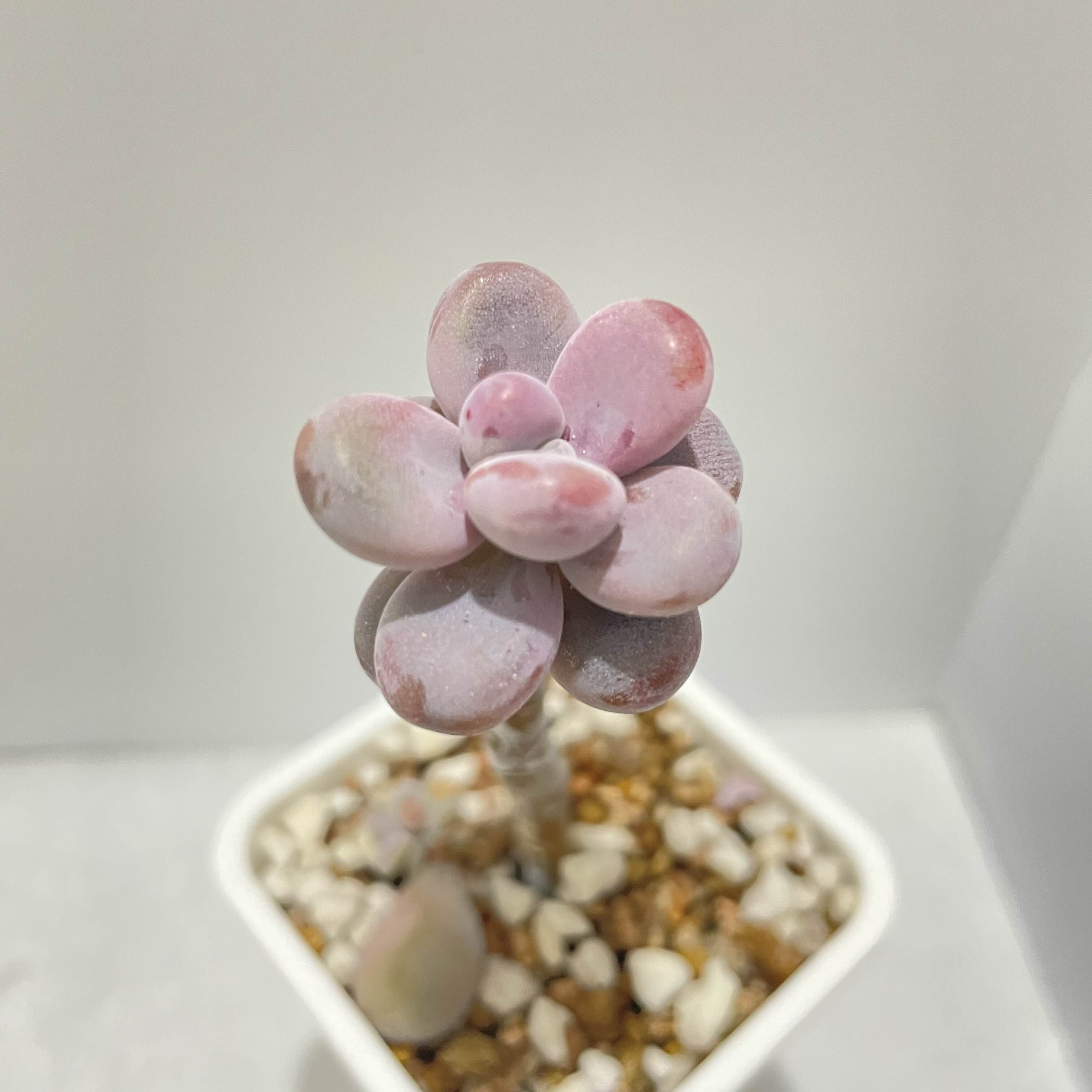  다육 아메치스 Graptopetalum Amethystinum