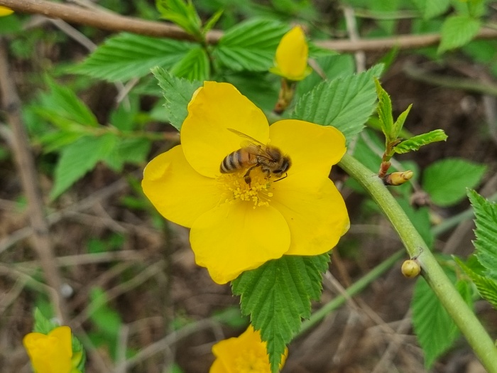 황매화와-꿀벌