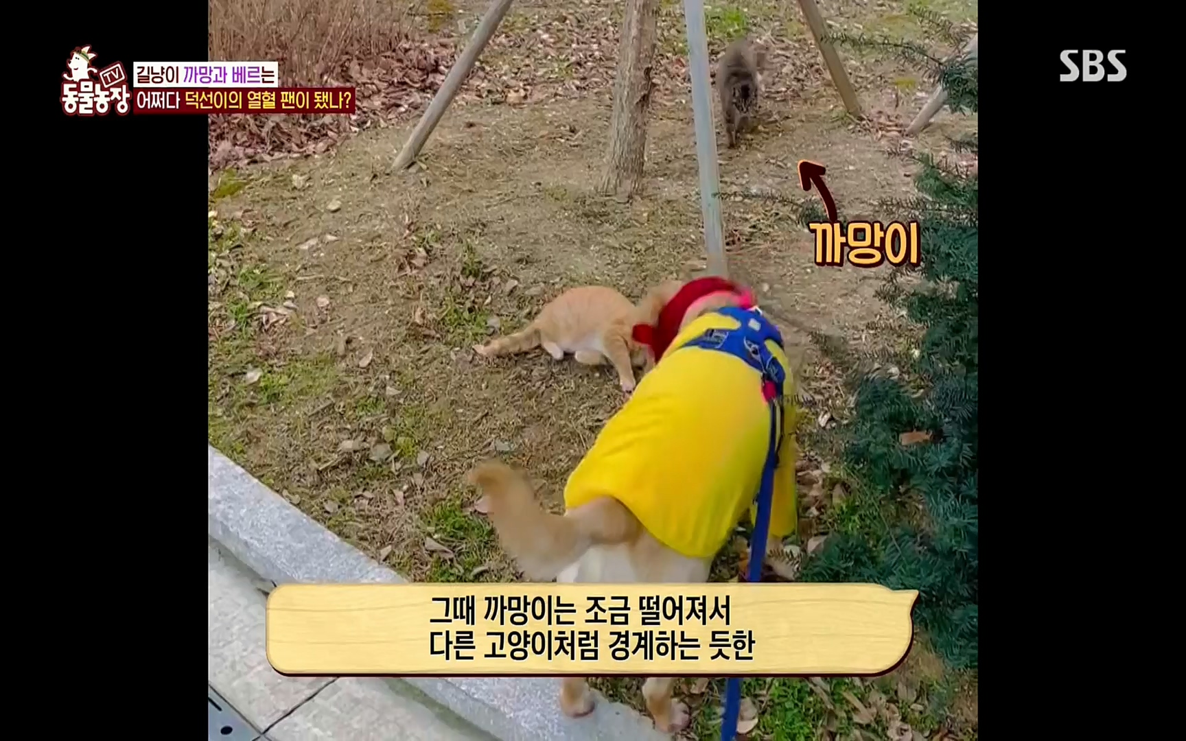 TV 동물농장.E1073.220612p.H264-F1RST.mp4_20220612_181344.871.jpg