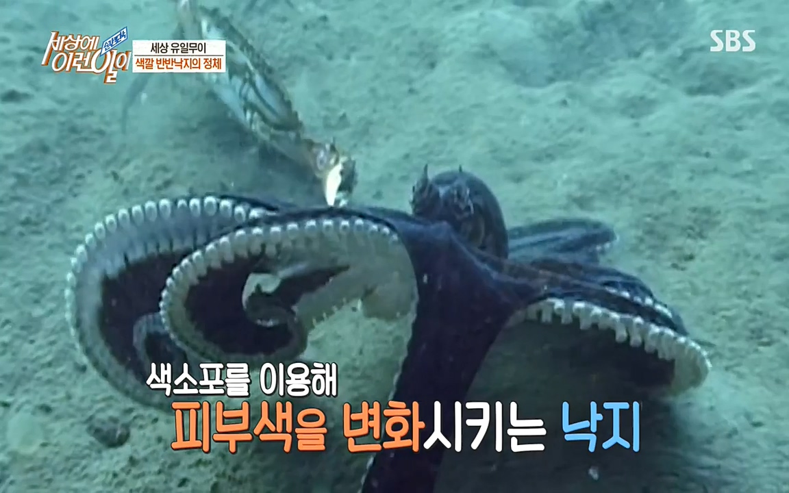 순간포착 세상에 이런일이.E1178.220504p-NEXT.mp4_20220504_173104.404.jpg