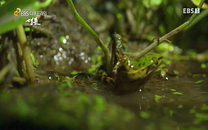 EBS 다큐프라임_ 220628.avi_20220629_205608.029.jpg