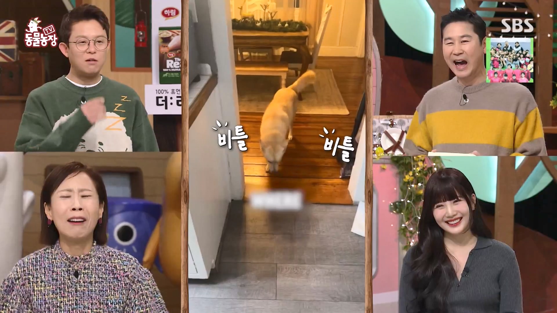TV 동물농장.E1157.240204p-NEXT.mp4_20240204_164329.308.jpg