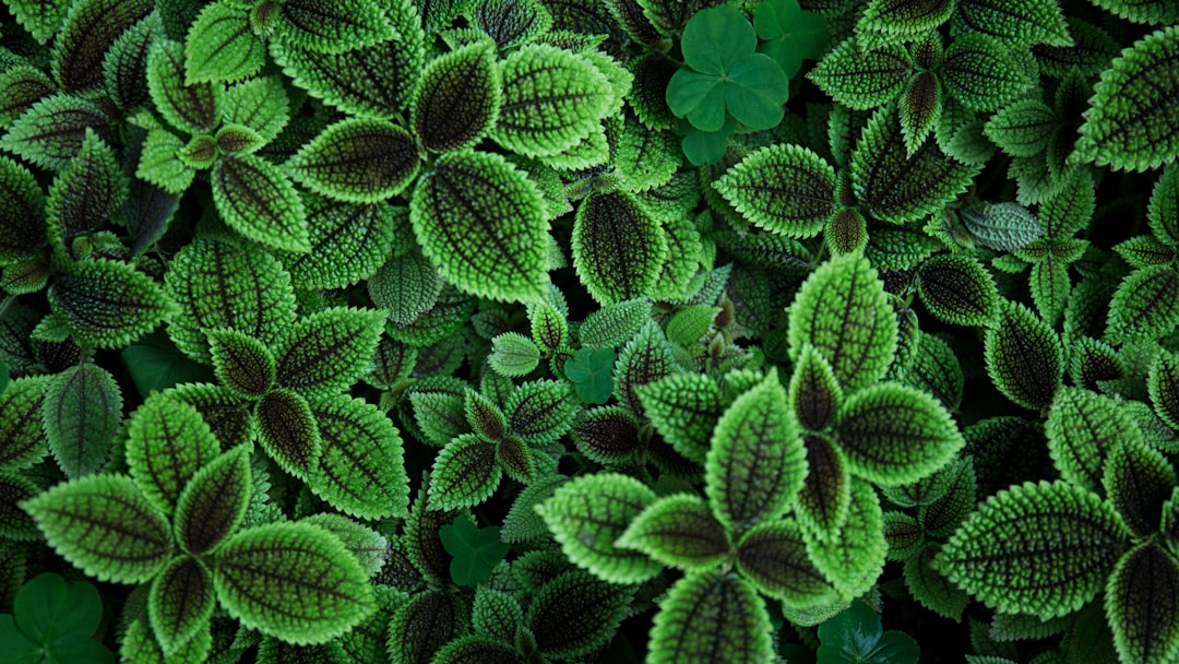 Greenery