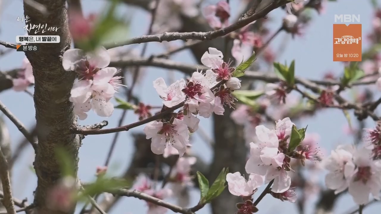 나는 자연인이다.E551.230427p.H264-F1RST.mp4_20230427_200328.027.jpg