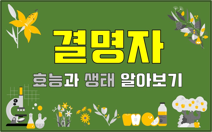  결명자 효능과 생태 알아보기