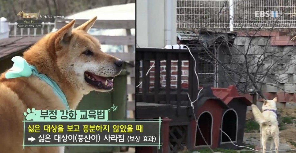 풍산개의치열한 혈투와 전쟁 - EBS 세상에 나쁜 개는 6