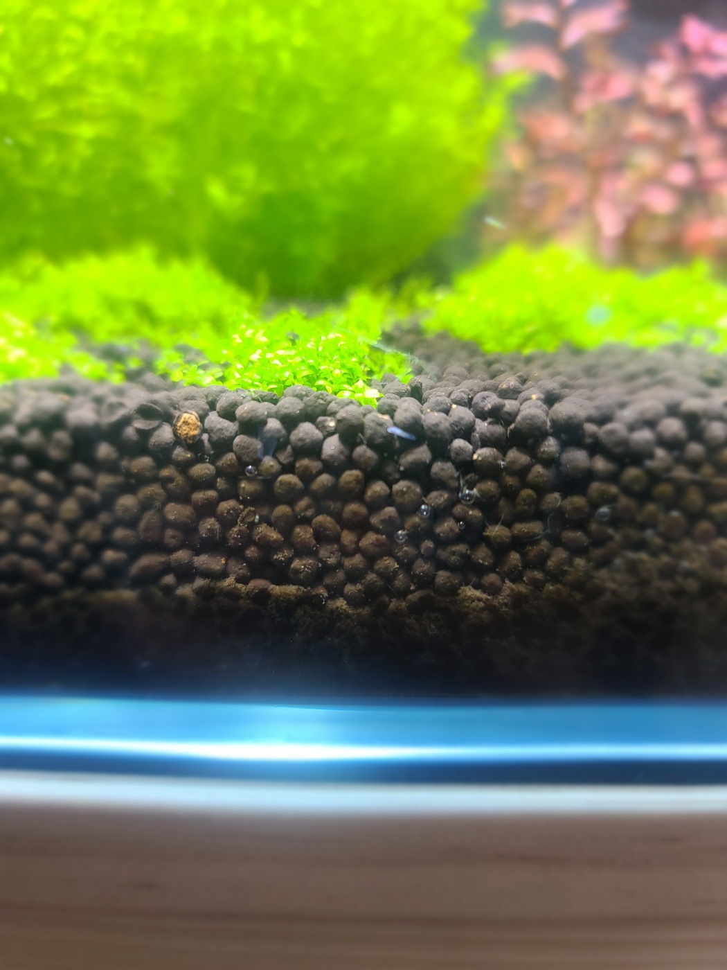  Z-1 aquarium bio protector 플라나리아 퇴치기2