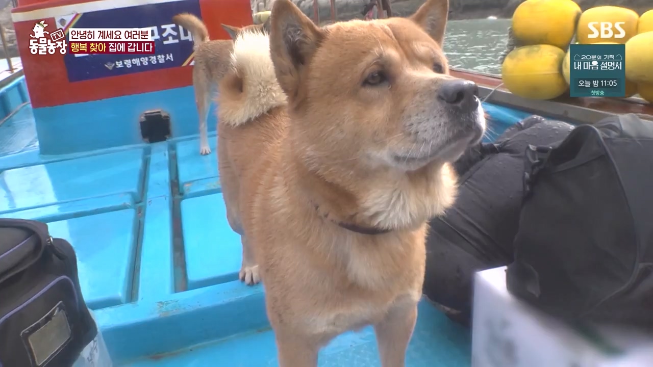 TV 동물농장.E1171.240513p-NEXT.mp4_20240512_163329.668.jpg