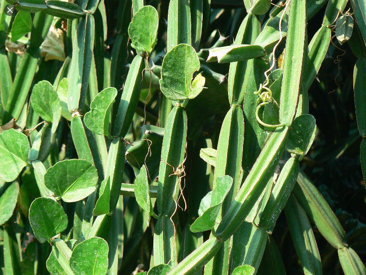  시서스 쿼드랑굴라리스 (CISSUS QUADRANGULARIS) 효능 부작용 섭취법은?