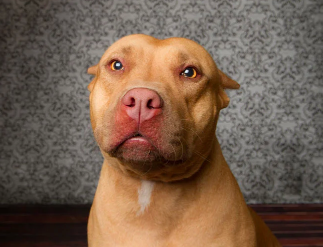 핏불테리어 성격 아메리칸 핏불 테리어 1편...기본 정보 포토 성격 9