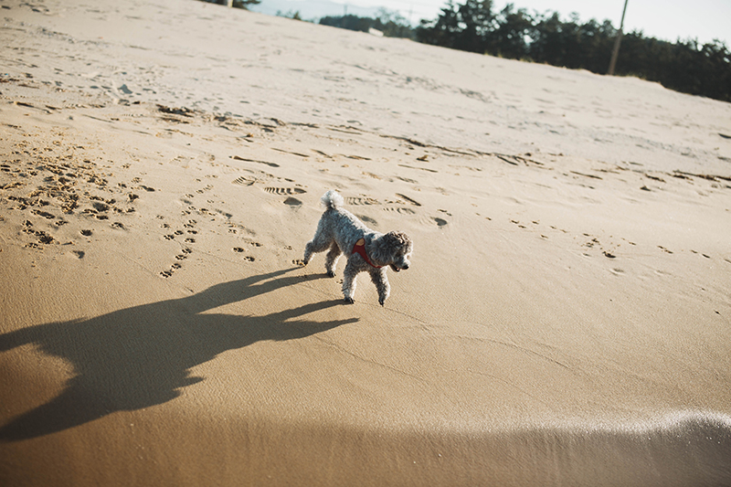 회색 강아지가 해변을 산책하고 있다.