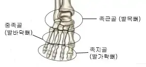 미용사네일이론-발의뼈