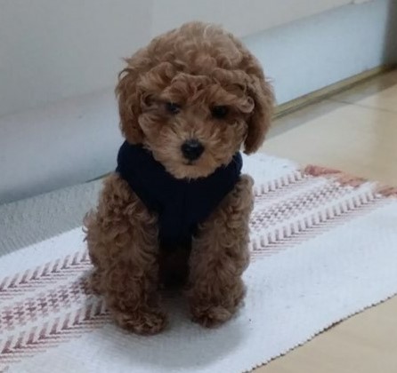 개를 입양했어요. 가마솥 산 유기견 보호 센터 귀여운 7