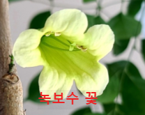 녹보수 꽃