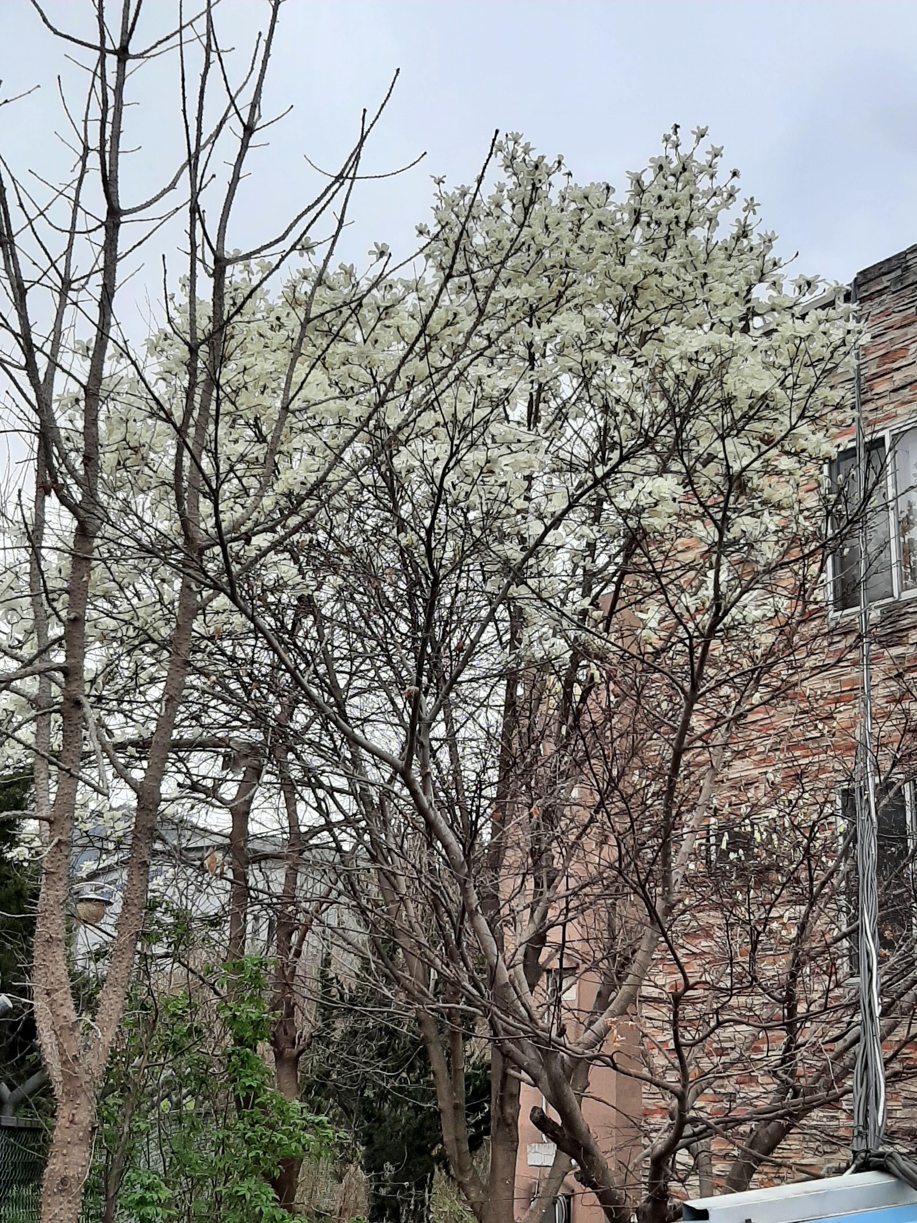 봄꽃 목련과 벚꽃이 한창입니다 / 꽃길만 걸으면 (03/23/22) 45