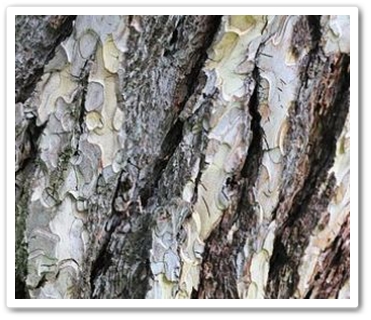피크노제놀소나무껍질