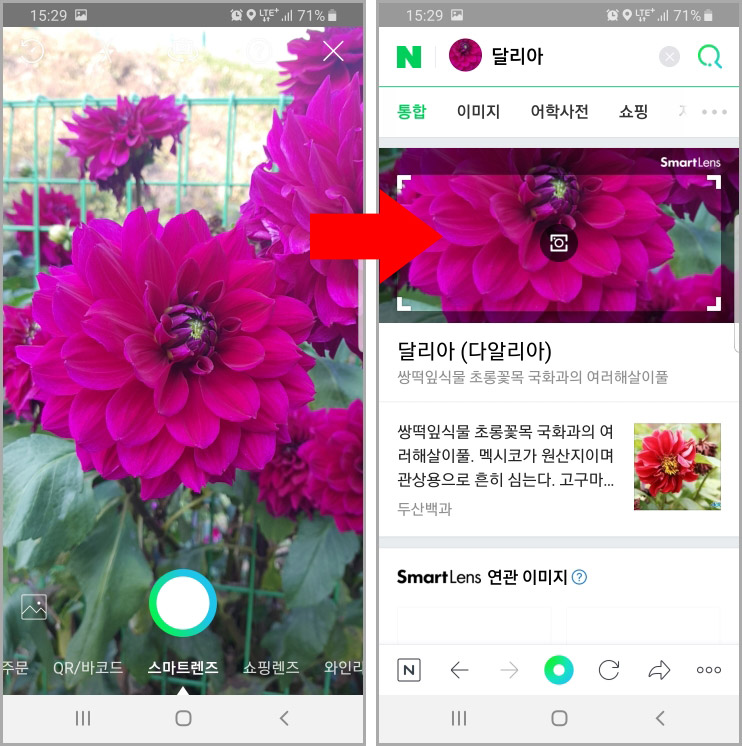 네이버 스마트렌즈 꽃 검색