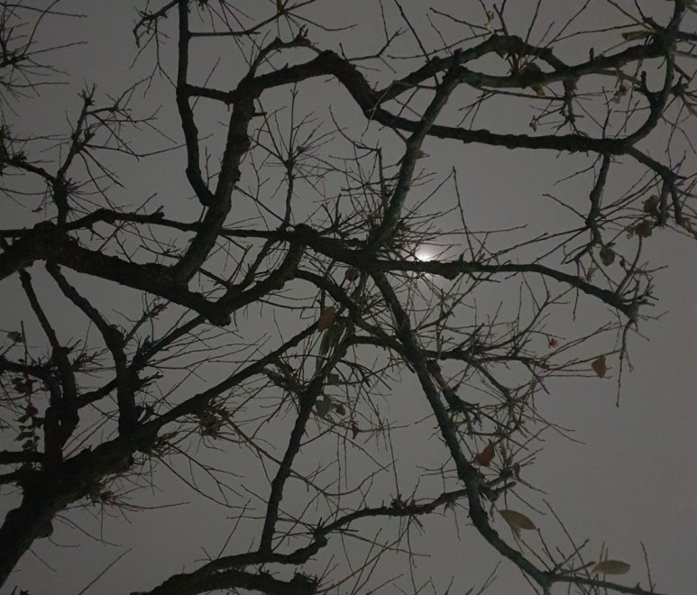 가을 감나무 사진 감나무의 7