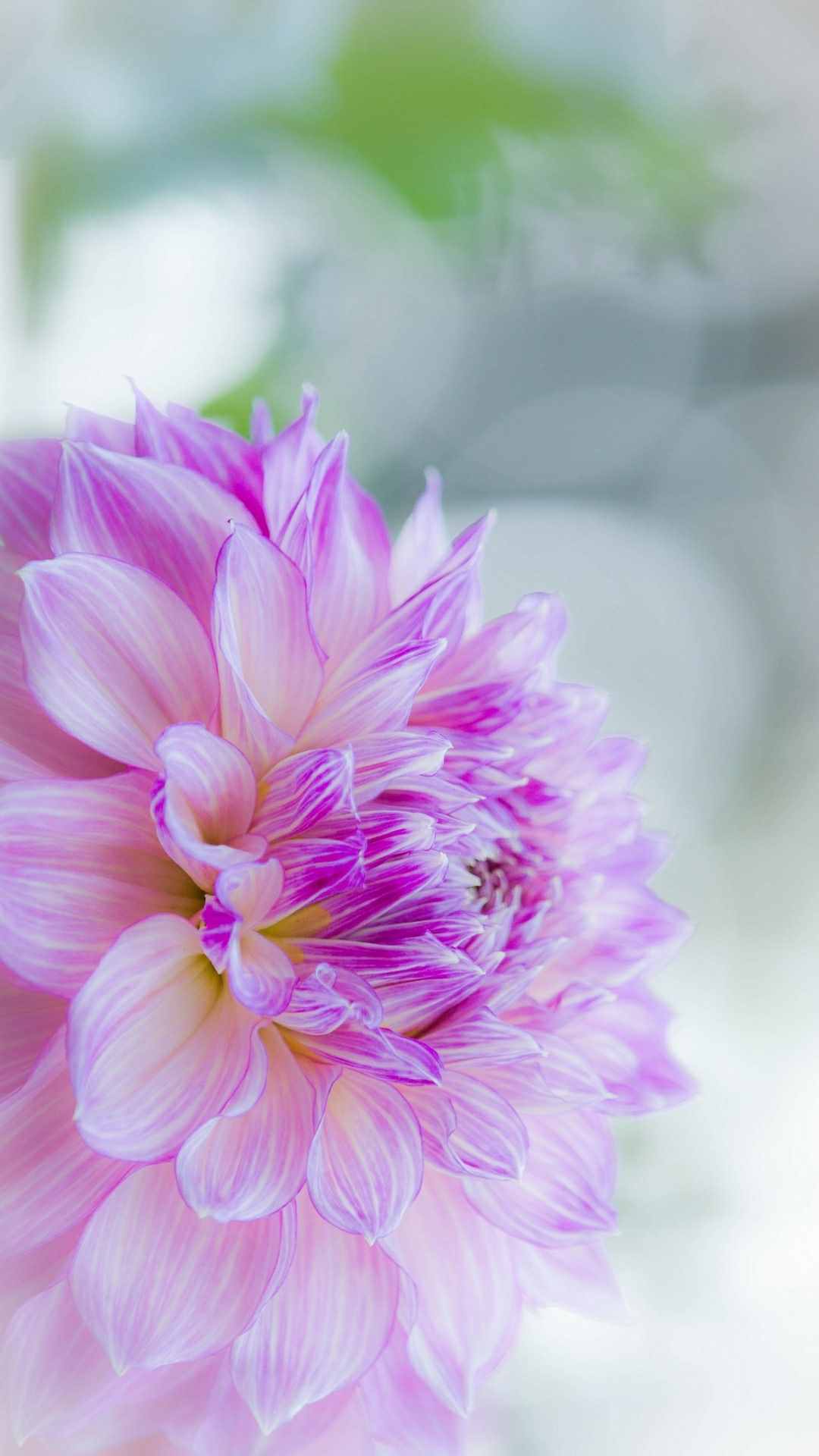 Dahlia Flower iPhone Wallpaper