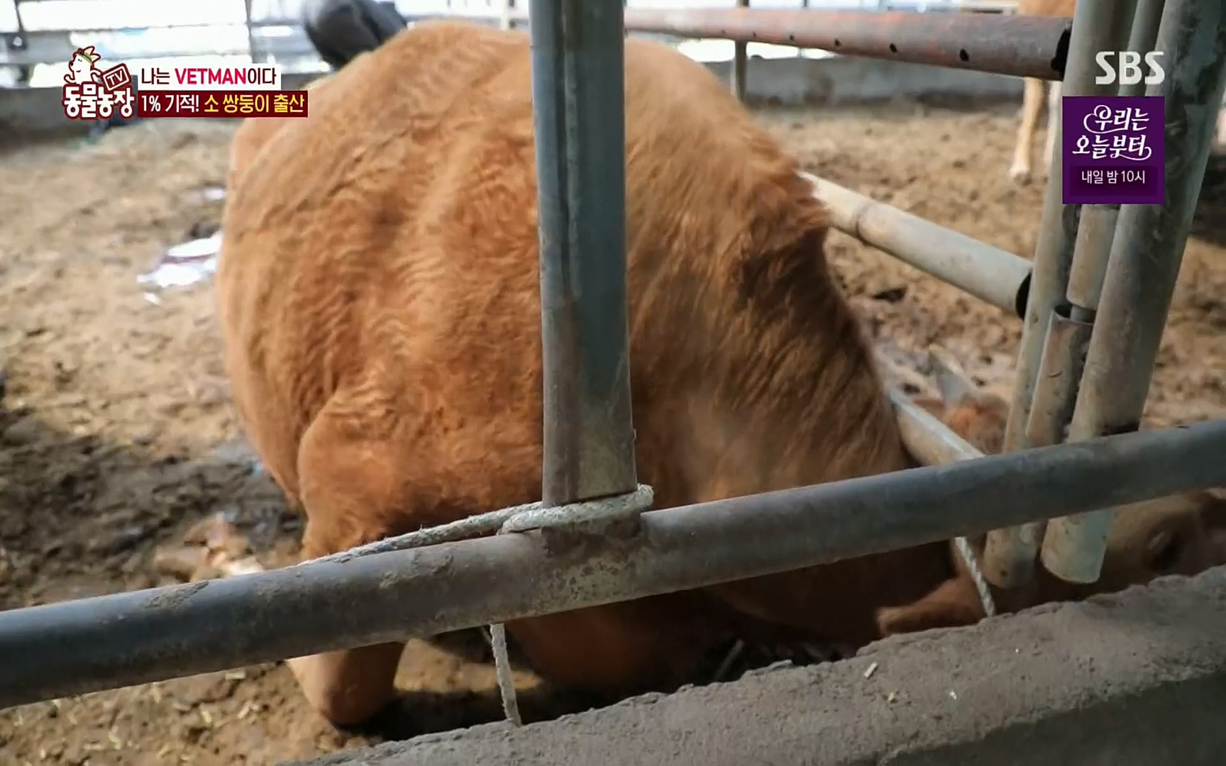 TV 동물농장.E1069.220515p.H264-F1RST.mp4_20220515_180131.866.jpg
