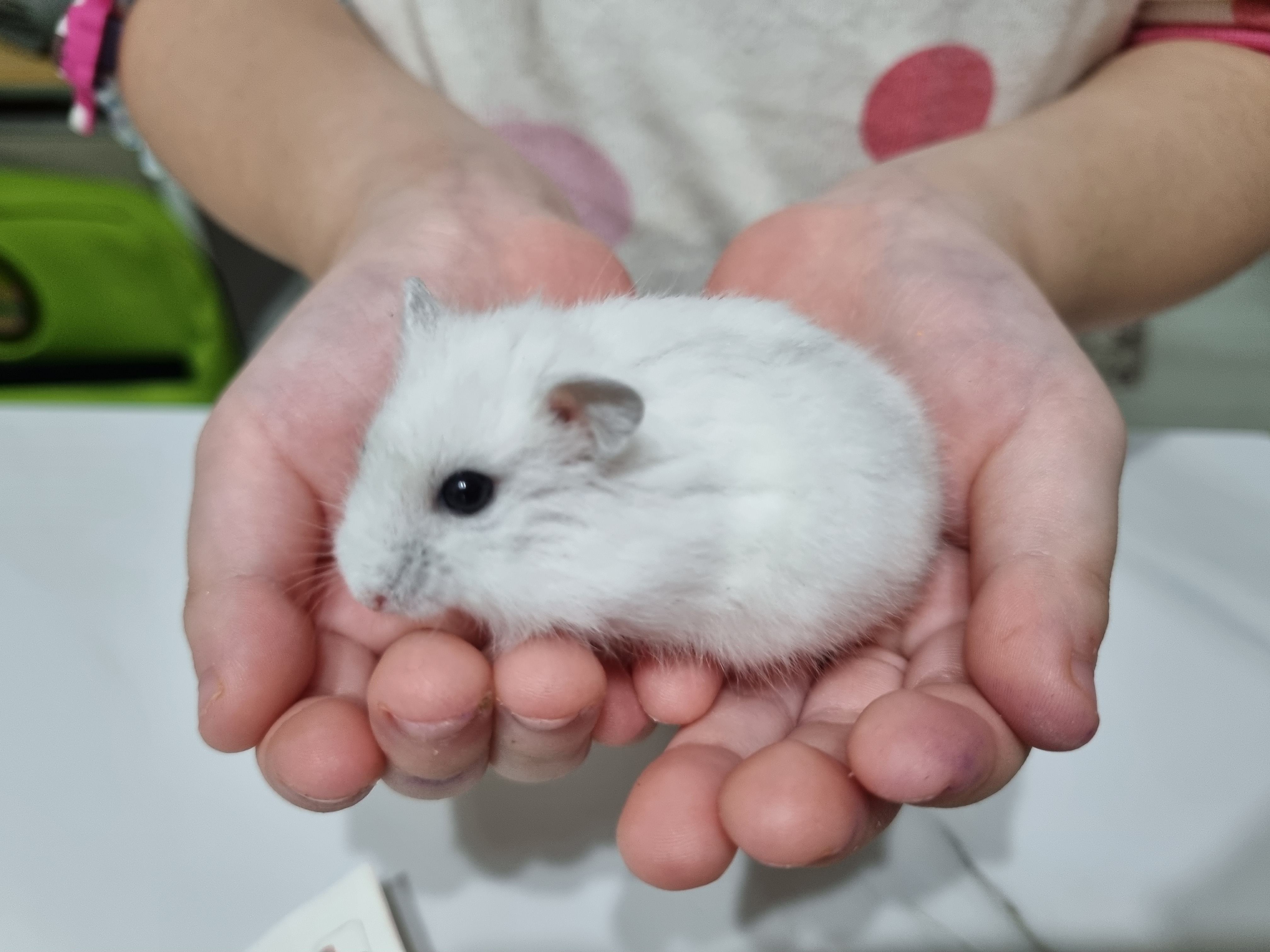  햄스터 사료