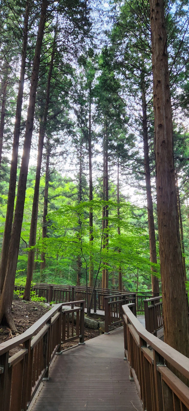 장성 치유의숲 윗 자락 데크길