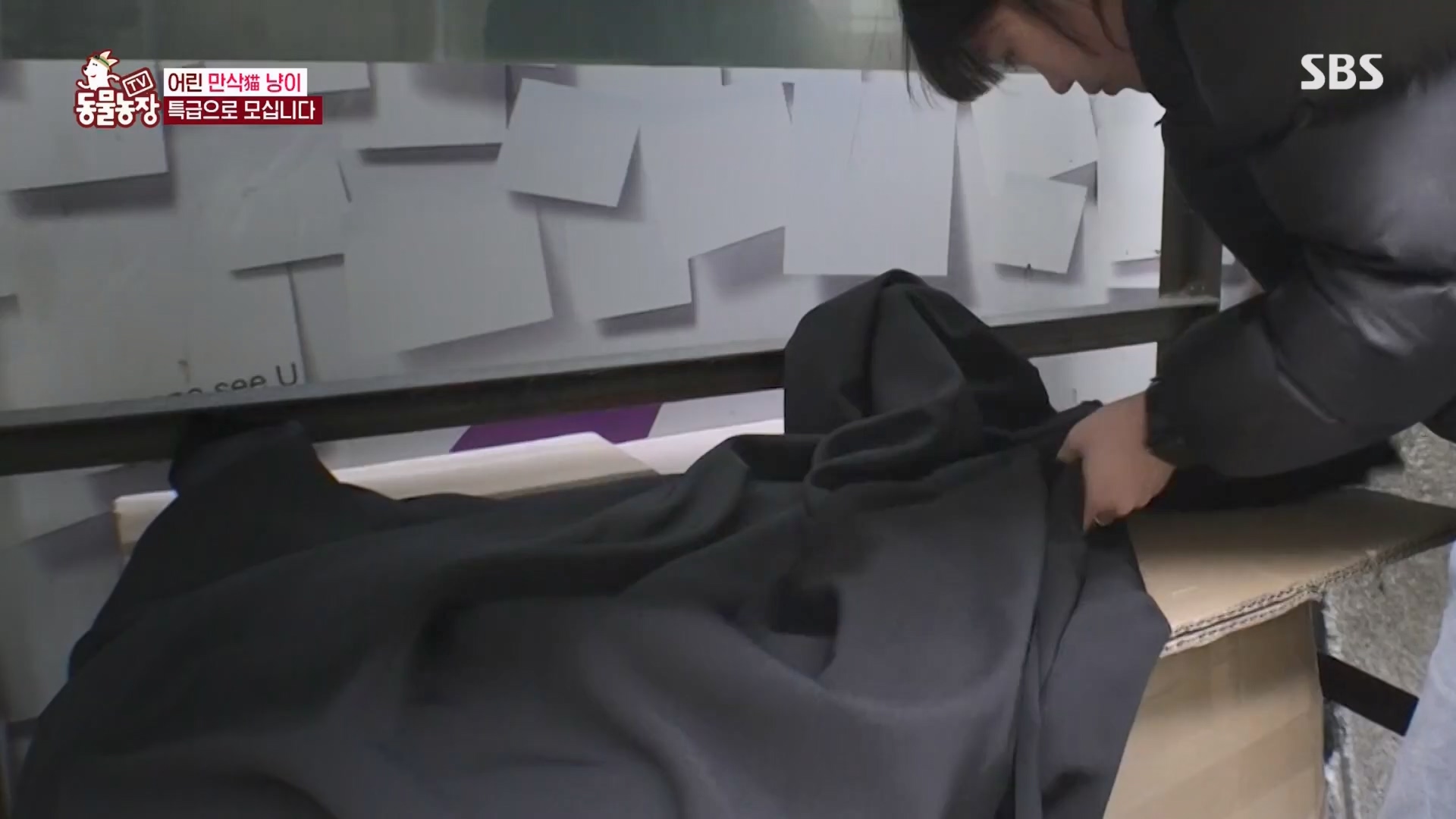 TV 동물농장.E1170.240505p.H264-F1RST.mp4_20240505_153809.702.jpg