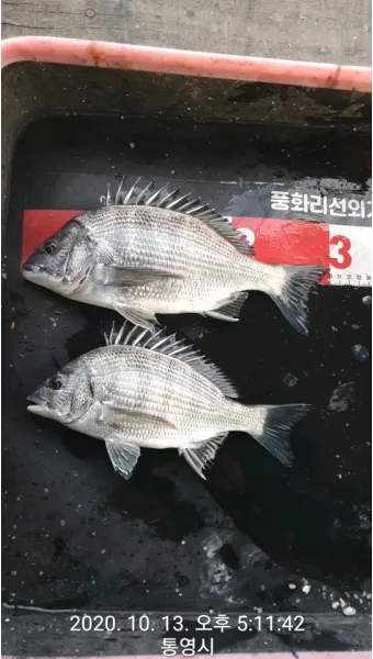 통영 감성돔낚시 후기 물때 조금_4