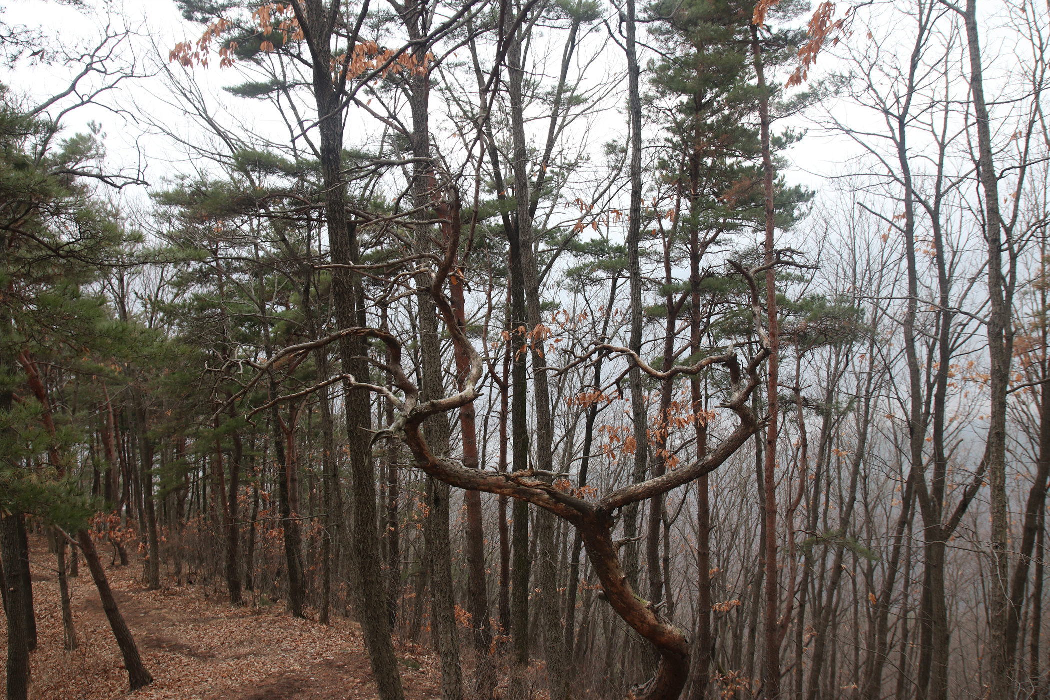경남 의령군 국사봉 05 35
