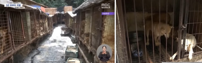 개식용 관련 영업자 신고&#44; 이행계획서 제출