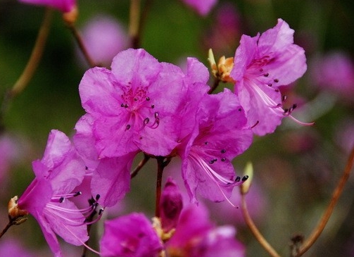  울긋불긋 "진달래"[Korean Rosebay]