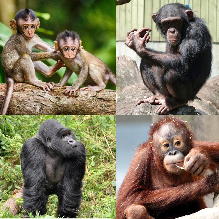 원숭이-침팬지-고릴라-오랑우탄