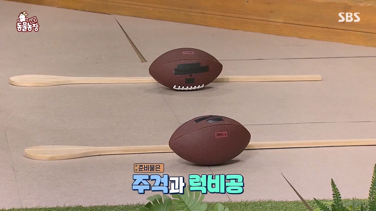 TV 동물농장.E1143.231030p-NEXT.mp4_20231029_164044.687.jpg